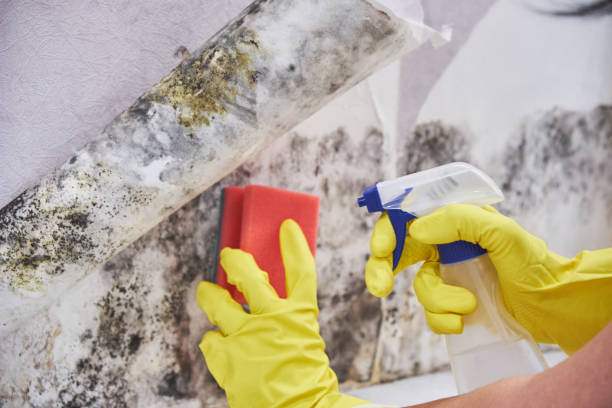 Best Basement Mold Removal in Seaman, OH